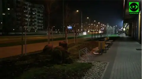 Miejskie trawniki zryte przez dziki