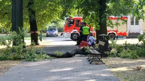 Konar spadł na przechodnia w parku Kombatantów