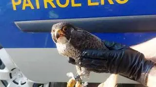 Sokół uderzył w blok i spadł na trawnik