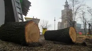 Wycinka drzew w parku Świętokrzyskim