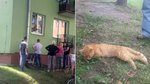 Kot zakleszczony w oknie. Nie miał czucia w łapkach, w końcu zdechł