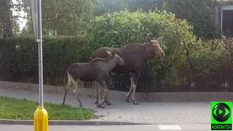 Wycieczka łosi na osiedle Groty