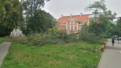 Za wycięcie drzewa przy Traugutta grozi nawet więzienie. W teorii