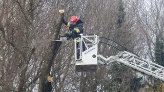 Straż usuwa konar przy Wisłostradzie