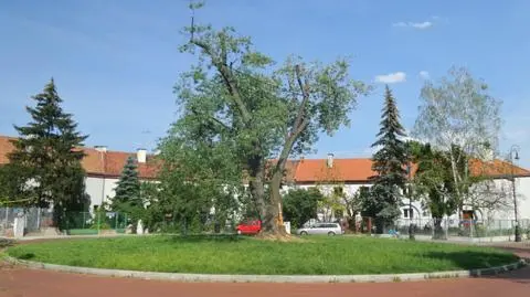 Klon kontra hubiak. Mieszkańcy niepokoją się o wyjątkowe drzewo