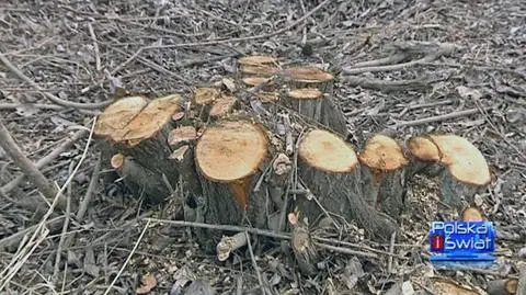 Wycięli 4 tysiące drzew nad Wisłą