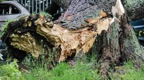 Burza przeszła nad Warszawą. Zalane ulice, połamane drzewo