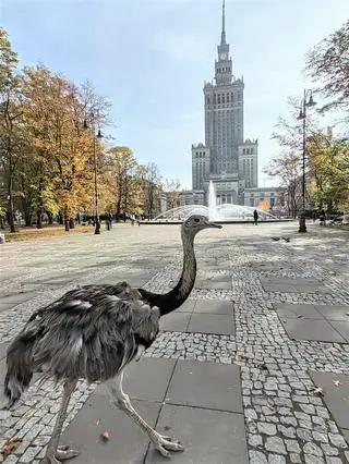 Struś Nande w Warszawie