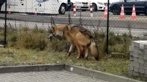 Ekopatrol pojechał do rannego psa. Na miejscu strażnicy zastali wilka