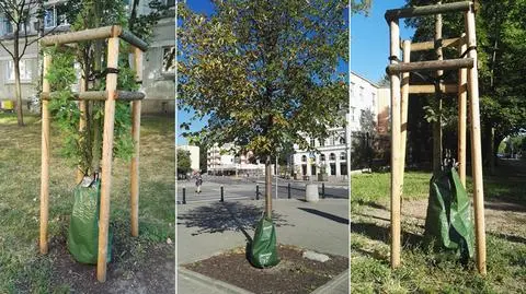 Tajemnicze worki przy drzewach. Już ponad tysiąc treegatorów