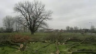 Wycinają drzewa pod trasę tramwajową