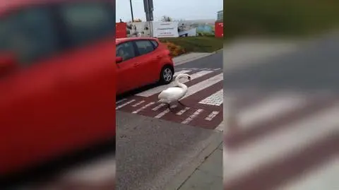 "Kierowca przepuszcza łabędzia na pasach"