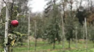 16-latek został zastrzelony w szkolnym sadzie 
