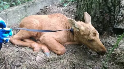 Łosiątko błąkało się po działkach