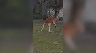 Bojowy kangur z warszawskiego zoo