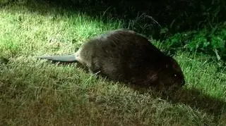 Bóbr zasnął na chodniku na Mokotowie