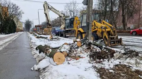 Wycięli lipową aleję w Pruszkowie