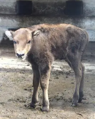 W stołecznym zoo urodziła się żubrzyca