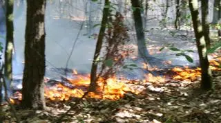 Pożar lasu na Bielanach