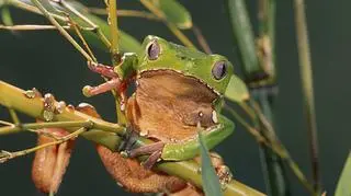Tak wygląda żaba amazońska (phyllomedusa bicolor)