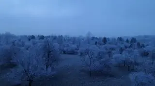 Drzewa pokryte szadzią