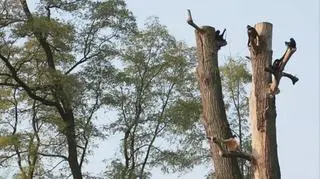 Samce i samice gibońców różnią się kolorem