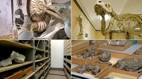Zamiast na wystawie, leżą w magazynie. Miliony eksponatów czekają na muzeum