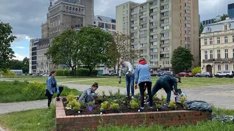 Wykopali byliny i zasadzili swoje. Zarząd Zieleni zarzuca aktywistom "patoogrodnictwo"