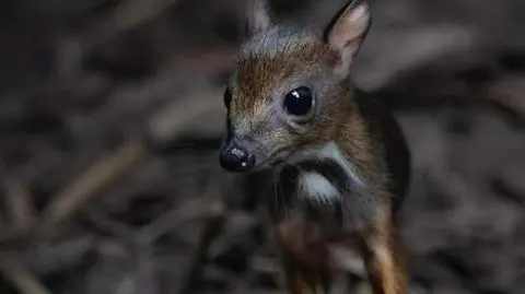 Myszojeleń przyszedł na świat w Warszawskim Zoo