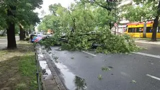 Drzewo na ulicy Mickiewicza