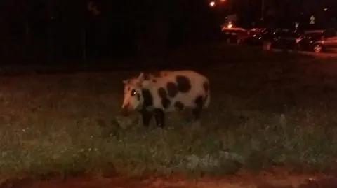 Łaciaty dzik z wizytą na Białołęce