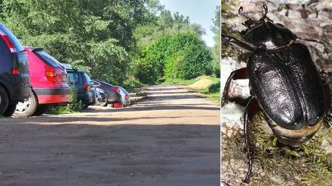 Nie chcą budowy ważnej drogi. Powód: chrząszcz. "Ściśle chroniony"