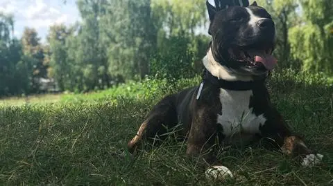 Amstaf zamknięty w nagrzanym aucie. "Leżał na siedzeniu, ciężko oddychał"