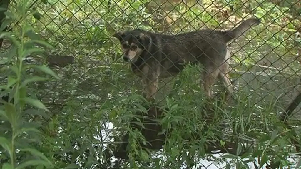 Andrzej Murat, rzecznik Wawra. Wypowiedź z 28 lipca.
fot. Dawid Krysztofiński/tvnwarszawa.pl