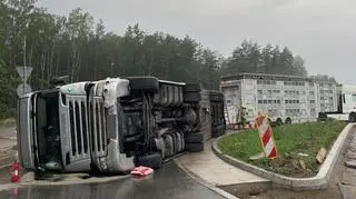 Przewoził krowy, auto przewróciło się na rondzie