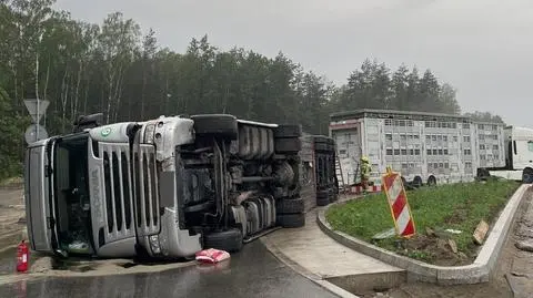 Przewoził krowy, auto przewróciło się na rondzie. Jedno zwierzę potrącili jadący na ratunek strażacy 