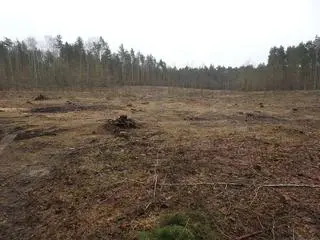 Wycinka na terenie Leśnictwa Zbójna Góra