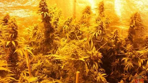 Plantacja pod namiotem w piwnicy. 29-latek zatrzymany