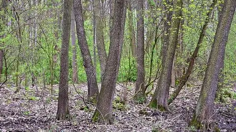 Wiosną posadzą tysiące drzew. Najwięcej w Lesie Bródnowskim