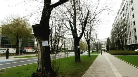Planują wycinkę klonów. Radny: to efekt dewastacji drzew w trakcie remontu ulicy