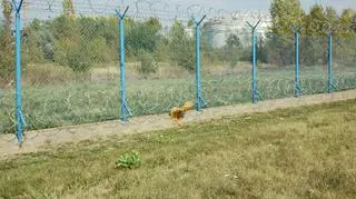 Lampion zaplątany w ogrodzenie lotniska