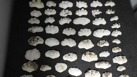 Przywiozła z Malediwów dwa kilogramy muszli. Turystka stanie przed sądem