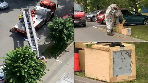 Usunęli pszczoły, ale wróciły na lipę. Dwie interwencje strażaków