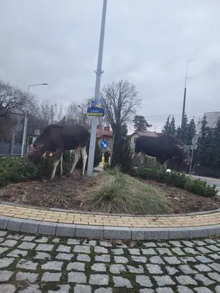 Łosie na rondzie Łosia w Izabelinie 