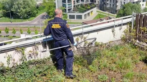 Kaczka Bożenka zamieszkała na dachu wieżowca. Potrzebowała pomocy w przeprowadzce