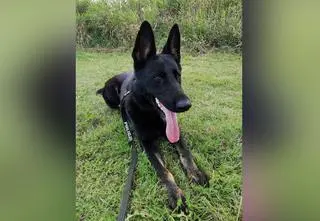 Poszła na grzyby i zaginęła w lesie. Odnalazł ją policyjny pies