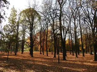 Odbudowa Pałacu Saskiego koliduje ze 150 drzewami