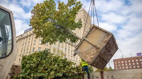 Z placu Powstańców Warszawy na Pragę. Przesadzają drzewa kolidujące z budową parkingu 