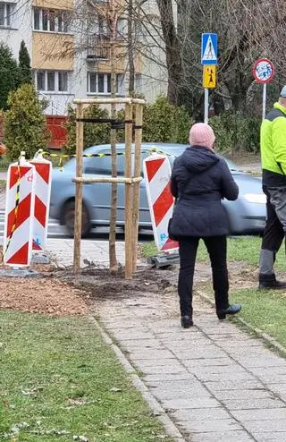 Drzewo przy ulicy Rudnickiego posadzone na środku chodnika