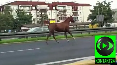 Uciekł ze Służewca Galopował Puławską